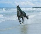 Άλογο, μαύρο καλπάζουν στην παραλία